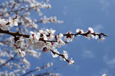 Meyve ağaçları baharda çiçek açar. Mavi gökyüzüne karşı dalda kayısı çiçekleri. Doğa, çevre dostu dünya.