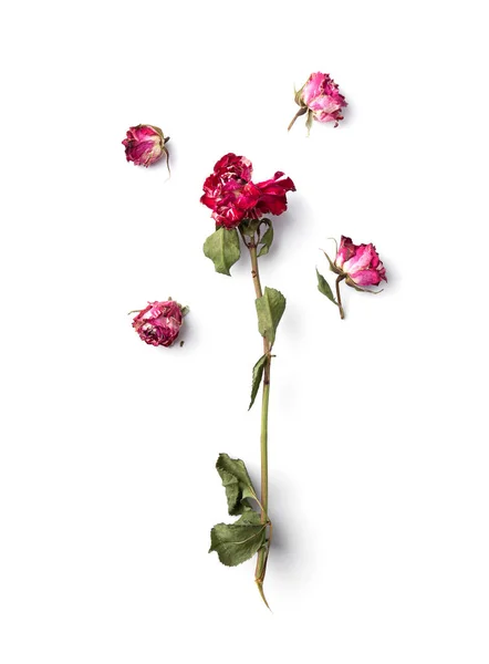 Νεκρό Τριαντάφυλλο Απομονωμένο Ξηρό Ροζ Τριαντάφυλλο Λευκό Φόντο Από Πάνω — Φωτογραφία Αρχείου