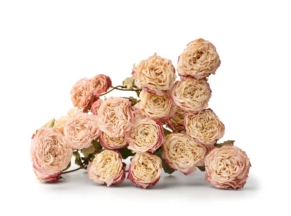 Αποξηραμένα Κλαδιά Τριαντάφυλλου Απομονωμένα Λευκό Φόντο Έννοια Της Μοναξιάς Της — Φωτογραφία Αρχείου