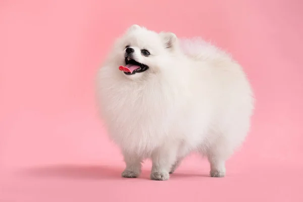 Portraite Cute Fluffy Puppy Pomeranian Spitz Little Smiling Dog Stands — Stock Photo, Image