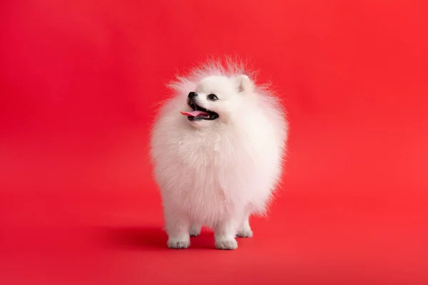 Retrato Lindo Cachorro Pomerania Esponjosa Pequeño Perro Sonriente Encuentra Sobre —  Fotos de Stock