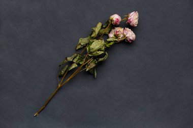 Siyah arkaplan görünümlü kurumuş gül dalı ve metin için boşluk. Yalnızlık ve yaş kavramı. Mutsuz aşk. Bir kayıp. Üzüntü.