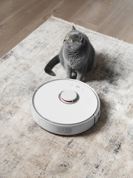British Cat Vacuum Cleaner Robot Living Room Concept Smart Home — Stock Photo, Image