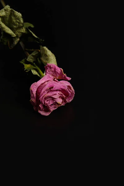 Siyah arka planda kuru pembe bir gül. Tek bir ölü gül yaklaş, uzayı kopyala. Yalnızlık, yaş, üzüntü, mutsuz aşk, kayıp kavramı..