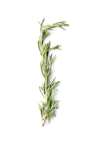 Branch Fresh Green Rosemary Isolated White Background Fragrant Herbs Spices — Stock Photo, Image