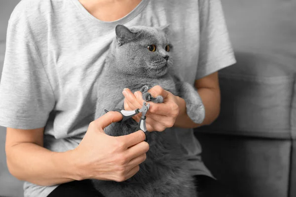 Kedi tırnağı kesme. Veteriner İngiliz bir kedinin tırnaklarını kesiyor. Hayvan bakımı. Kız yakın plan gri bir kedinin pençelerini kesiyor. Bir yakın çekim ile hayvanların pençelerini kesmek için bir araç