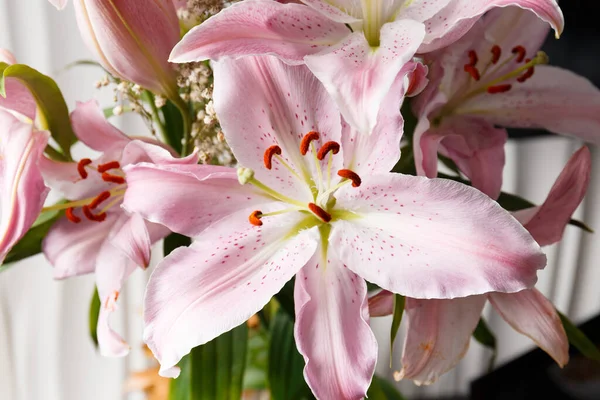 Bouquet Pink Lilies White Background Close Lily Flowers Background Stock Picture