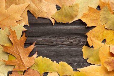 Akçaağaç, çınar, çınar, ginkgo biloba, meşe, düz uzanmış sonbahar yaprakları çerçeveli metin için koyu ahşap arkaplan.