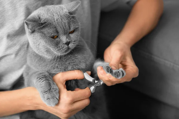 Kedi tırnağı kesme. Veteriner İngiliz bir kedinin tırnaklarını kesiyor. Hayvan bakımı. Kız yakın plan gri bir kedinin pençelerini kesiyor. Bir yakın çekim ile hayvanların pençelerini kesmek için bir araç