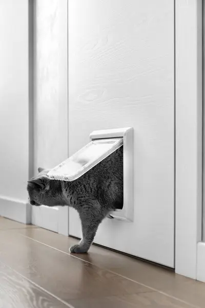 Британская Серая Кошка Проходит Через Кошачью Дверцу Кошачий Люк Установленный — стоковое фото