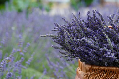 Large bouquets of lavender in a wicker basket on a lavender field