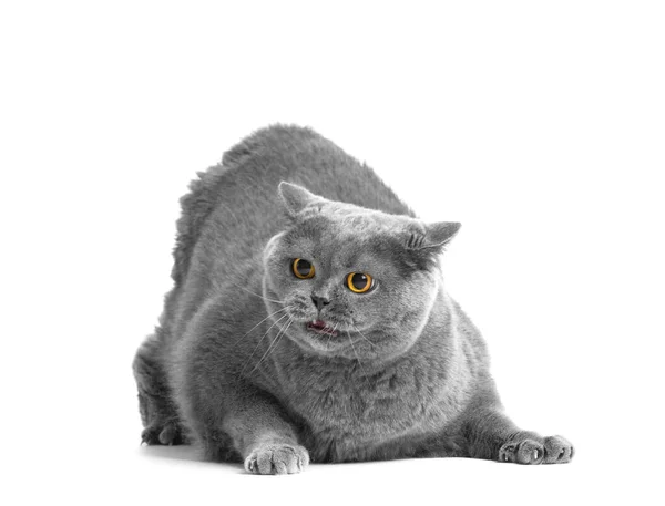 Angry Fat British Cat White Background Frightened Gray Scottish Cat — Stock Photo, Image