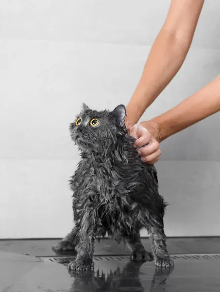 Duştaki Komik Islak Ngiliz Kedisi Kedi Banyosu Hayvan Hijyeni Bakım — Stok fotoğraf