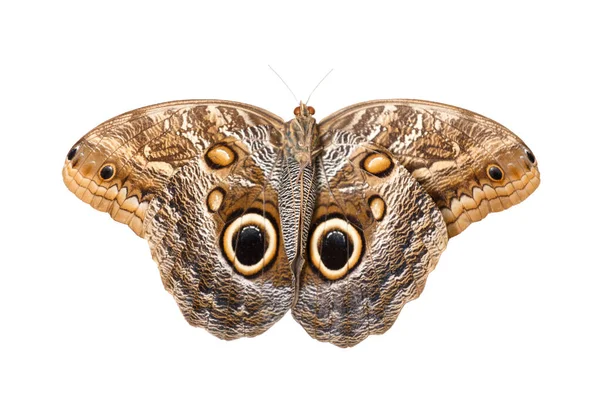 オウルバタフライ ホワイトバックグラウンドの大きな蝶カリゴアイドミヌス トップビュー — ストック写真