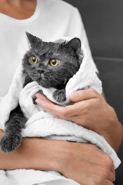 Funny wet British cat is wrapped in a white towel, the girl is holding a domestic cat after bathing, pet hygiene