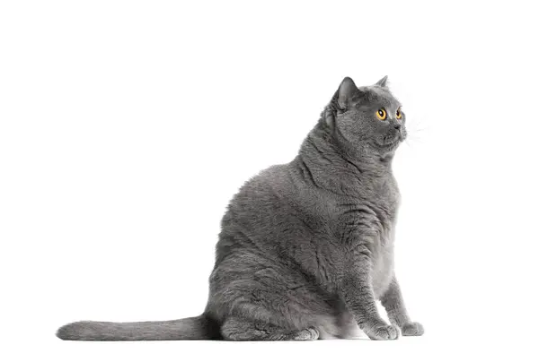 Tlustá Šedá Britská Kočka Velkýma Žlutýma Očima Sedí Bílém Pozadí — Stock fotografie