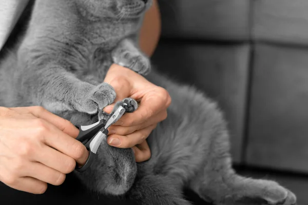 Cat Nail Trimming Veterinarian Trims Nails British Breed Cat Pet — Stock Photo, Image