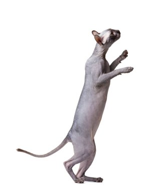 Don Sphynx cinsinin eğlenceli bir kedisi büyük yeşil gözleri ve elf kulakları arka ayaklarının üzerinde duruyor ve beyazın üzerinde izole edilmiş bir ziyafete uzanıyor.