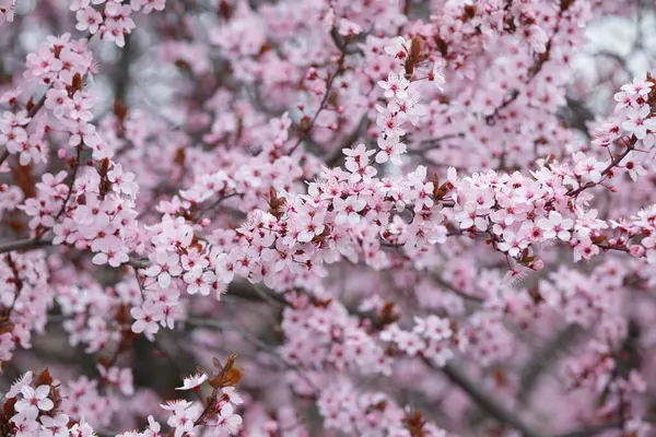 Branches of blooming ornamental Pissardi plum strewn with pink flowers. Spring floral background. Blooming plum close-up. Red and black cherry plum.
