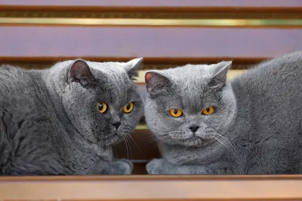 British Scottish Purebred Cats Lie Next Each Other Park Bench — Stock Photo, Image