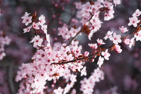 Branches of blooming ornamental Pissardi plum strewn with pink flowers. Spring floral background. Blooming plum close-up. Red and black cherry plum.