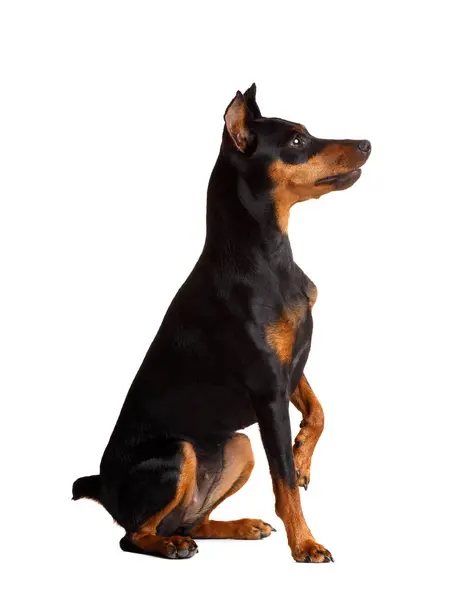 Friendly Purebred Miniature Pinscher Cropped Ears Tail Sits White Background — Stock Photo, Image