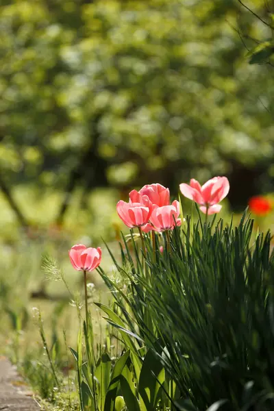 在公园的阳光下绽放着粉色郁金香 绿油油的背景 春天的花朵 明亮的郁金香花 图库图片