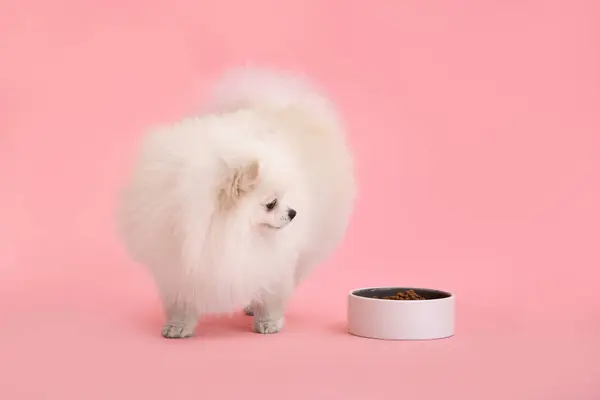 一个可爱的蓬松的波美拉尼亚小狗的肖像 一只斯皮茨犬站在粉色背景的一碗食物旁边 旁边有一个测试的地方 图库照片