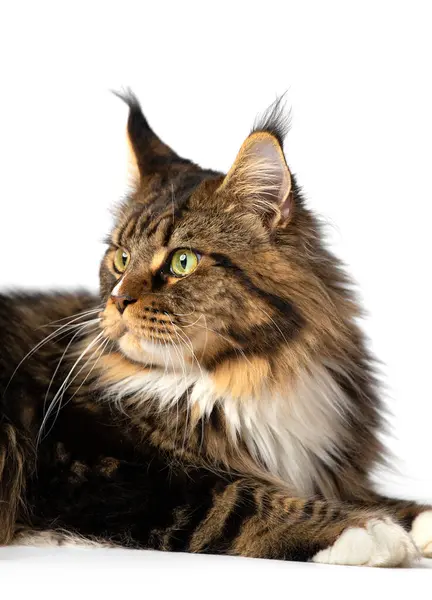 Adult Purebred Maine Coon Cat Lies White Background Advertisement Cat Stock Picture
