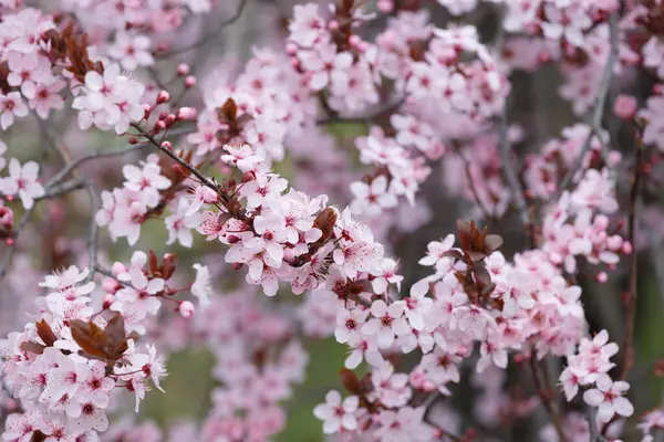 盛开的观赏植物Pissardi李枝条 挂满了粉红色的花朵 春花背景 盛开的梅花特写 红黑相间的李子 免版税图库图片