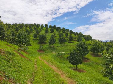 Sabahları, Endonezya 'nın batısındaki Halimun Bogor Dağı eteklerindeki guava tarlalarıyla güzel bir manzara.