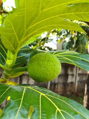 Green breadfruit tree which is also known as buah sukun in Indonesian, hanging from its branches. clipart