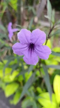 Mor altın bitki (Ruellia simplex), Acanthaceae familyasından mor çiçekli bir bitki.