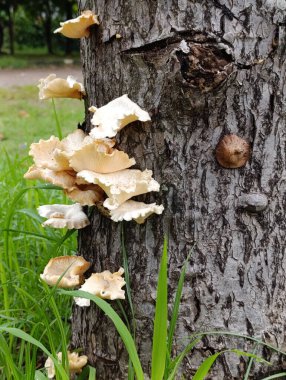Ağaç kütüğünde bulunan istiridye mantarları. İstiridye mantarı, istiridye mantarı veya inci istiridye mantarı. Pleurotus ostreatus, yaklaşın.