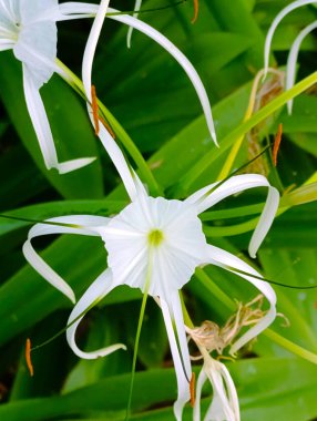 Çiçek açan beyaz örümcek zambağı çiçeklerinin (Hymenocallis) yakın plan görüntüsü, özgün, narin taç yaprak yapısı ve gür yeşil yaprakların arka planına karşı uzun erkeklik organlarını sergiliyor.