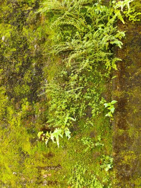Parlak yeşil yosun ve küçük eğreltiotlarıyla kaplanmış canlı ve dokulu bir duvar. Yeşilin farklı tonları, koyu zümrütten limona zengin bir duvar halısı oluşturur.
