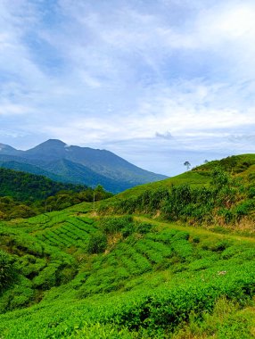 Genişleyen yeşil çay tarlasının nefes kesici panoramik manzarası, titizlikle işlenmiş çay çalılarıyla kaplı yuvarlanan tepeleri gösteriyor. Yeşilin canlı tonları, mesafeye kadar uzanan bereketli ve davetkar bir manzara yaratır.