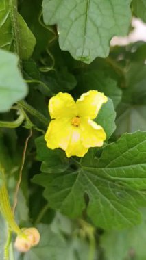 A close-up, vertical video capturing a single, bright yellow flower from a Bitter Melon (or Bitter Gourd) vine.