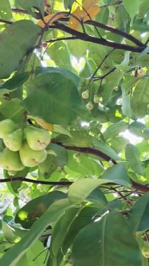 A vibrant, vertical video capturing a cluster of unripe Water Apples (Syzygium samarangense), also known as Java Apples or Wax Apples, growing on a branch