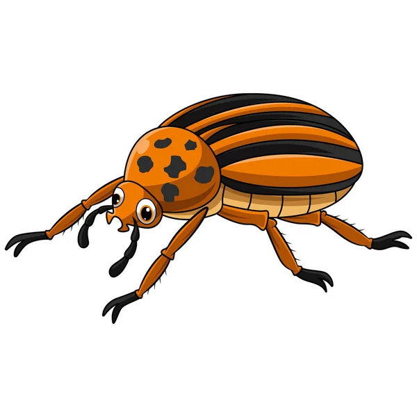 Colorado Beetle Cartoon White Background — Stock Vector