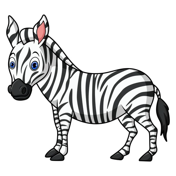 Bonito Bebê Zebra Fundo Branco — Fotografia de Stock