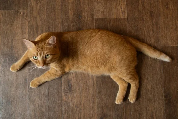 Rote Gestromte Katze Auf Laminatboden Liegend Nette Katze Mit Grünen — Stockfoto