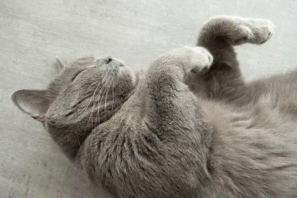 Britische Kurzhaarkatze Schläft Auf Dem Tisch Schlafende Katze Auf Grauem — Stockfoto