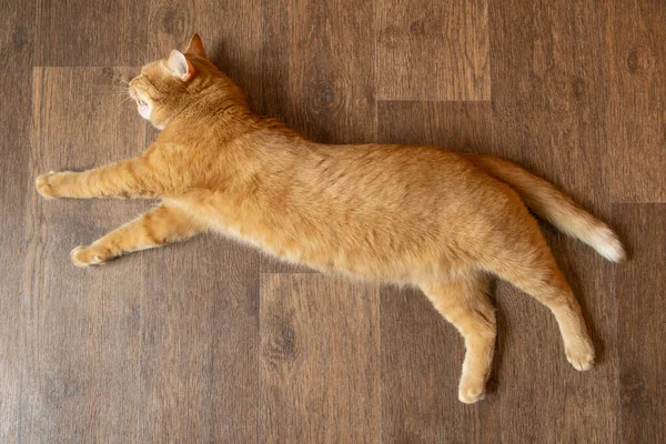 Ingwerkatze Auf Einem Holzlaminatboden Liegend Nette Katze Mit Grünen Augen — Stockfoto