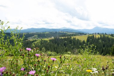 Karpatlar 'ın dağlarındaki manzaranın panoramik resmi, Ukrayna.