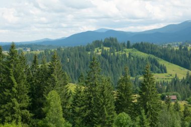 Yazın kırsal alanda, ormanın arkasındaki sisli vadide çimenli tepenin ardında..