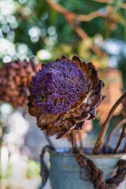 Çiçekli bir enginarın yakınında, açık havada, yeşil bir arka planda. Mor enginar çiçeği.