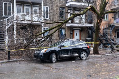 Montreal, Kanada - 6 Nisan 2023: Donan yağmur fırtınası bir ağaca zarar verdi