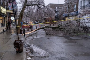 Montreal, Kanada - 5 Nisan 2023: Donan yağmur fırtınası bir ağaca zarar verdi