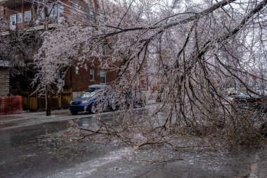 Montreal, Kanada - 5 Nisan 2023: Donan yağmur fırtınası bir ağaca zarar verdi